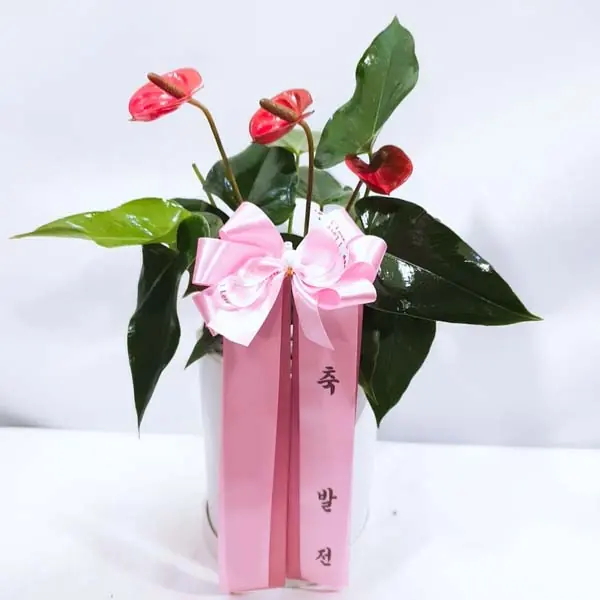 Anthurium: The Leaf That Looks Like a Flower