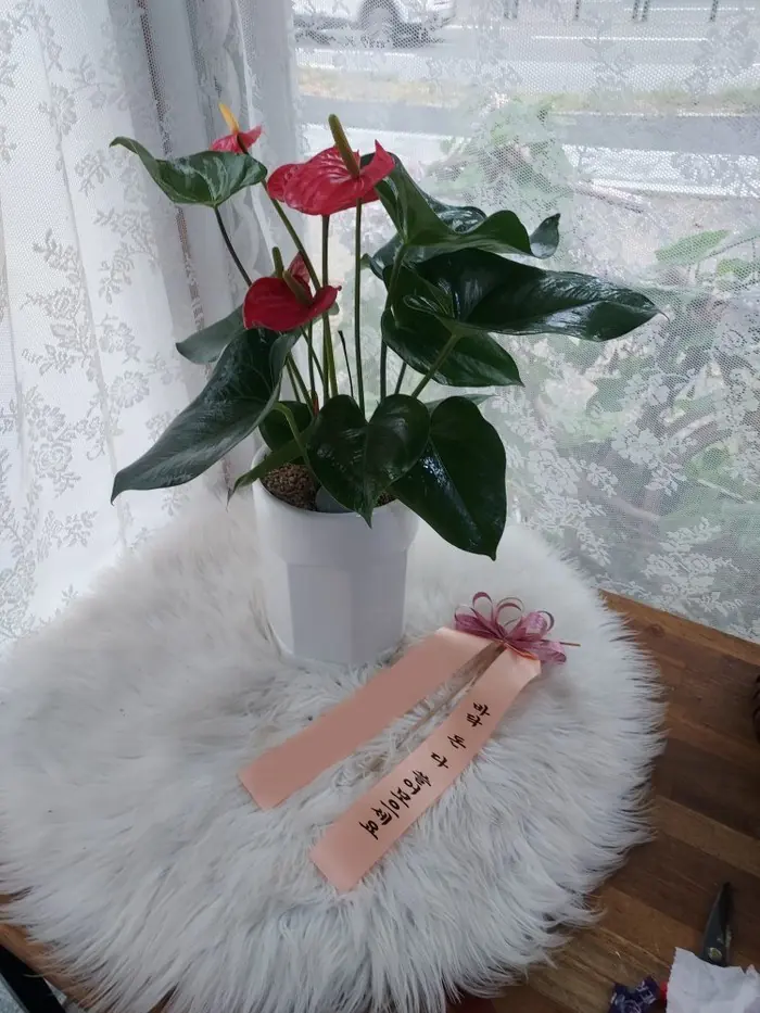 Anthurium: The Leaf That Looks Like a Flower — an actual delivery photo from Arrive in Bloom, delivered within Korea