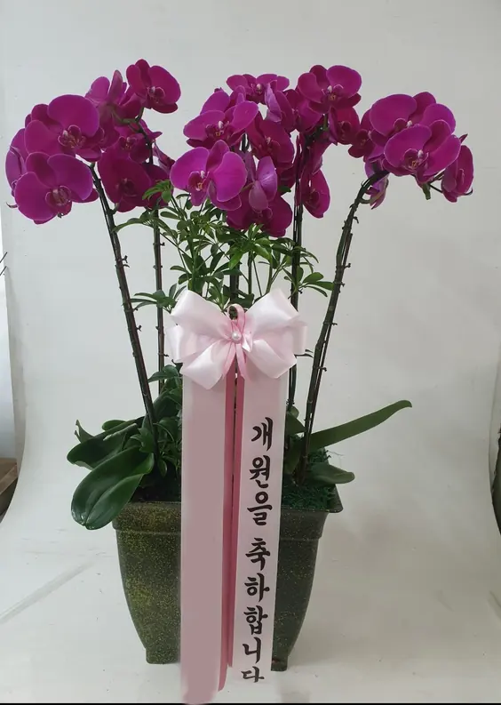 Clinic opening flowers that stay out of the way — a real delivery photo from an Arrive in Bloom order in Korea