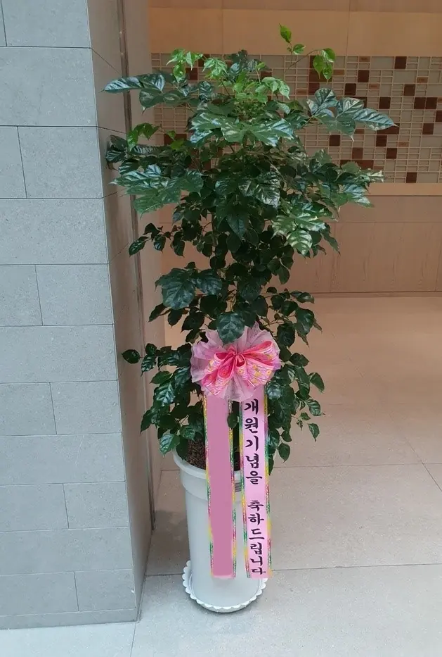 해피트리, 잎이 떨어질 때 확인할 것