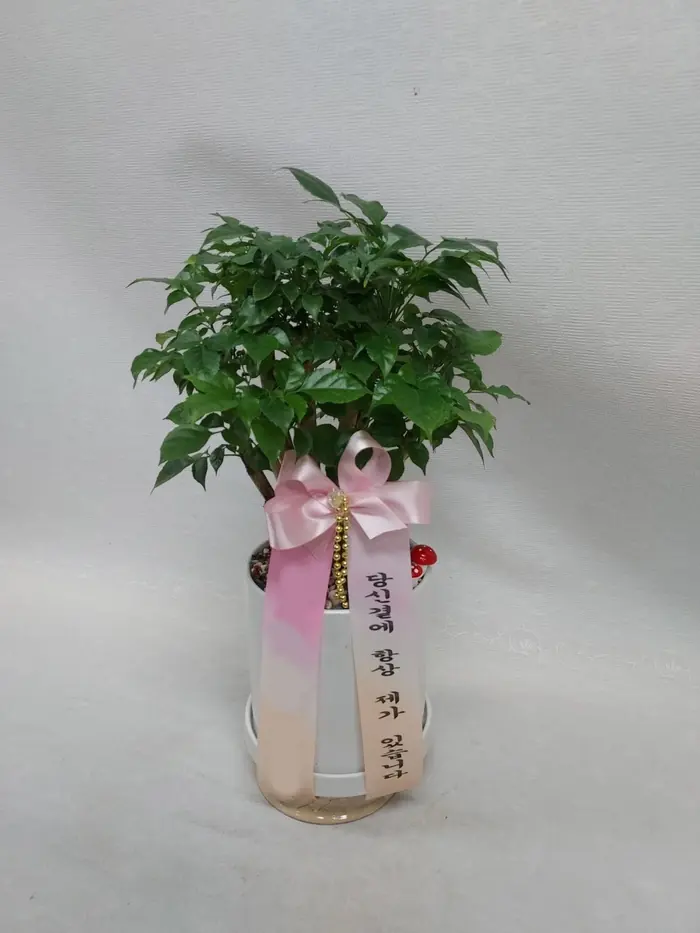 해피트리, 잎이 떨어질 때 확인할 것 — 이름꽃이 전국으로 보낸 실제 배송사진