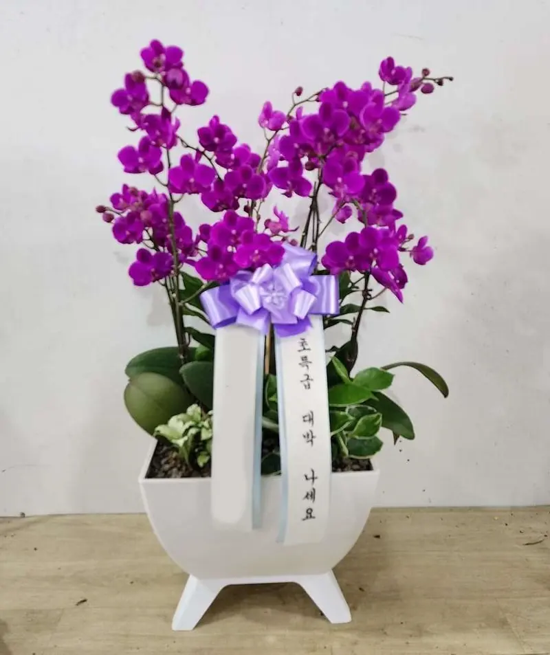 호접란 색으로 고르기, 노랑·보라·분홍의 인상 — 이름꽃이 전국으로 보낸 실제 배송사진