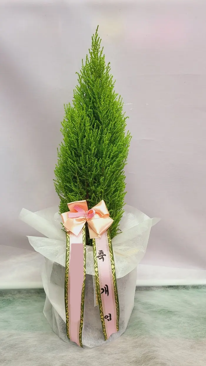 Growing Goldcrest Cypress, a Small Tree with a Scent