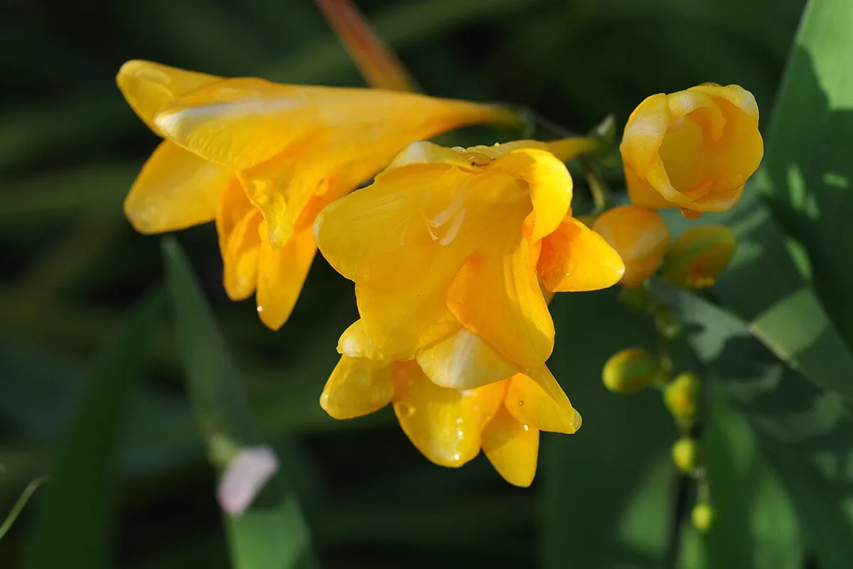 Freesia, the Fragrance of Yellow Encouragement