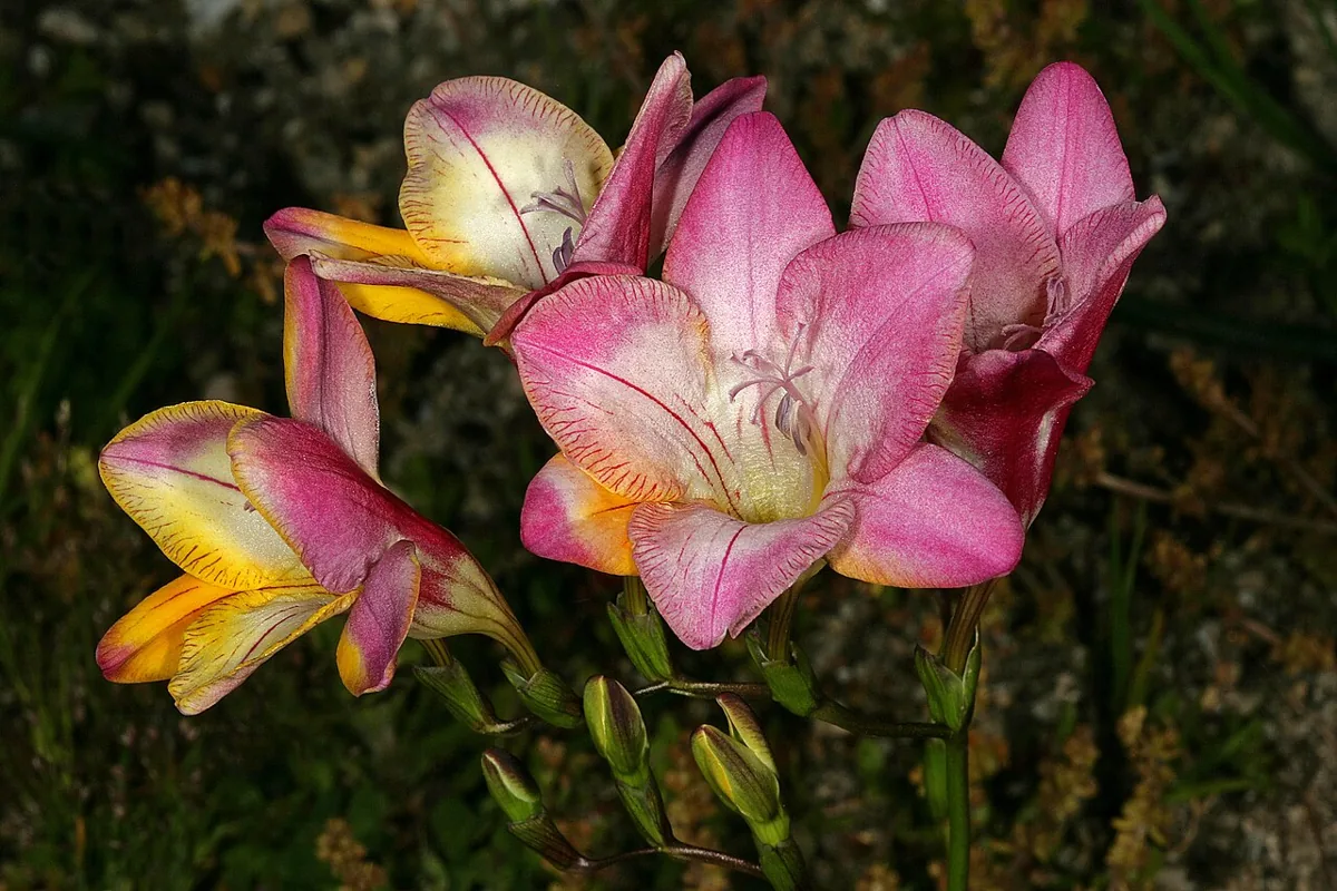 프리지어 — 사진: SAplants, Wikimedia Commons (CC BY-SA 4.0)