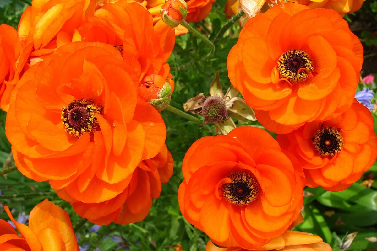 Ranunculus, a Heart Folded in Layers
