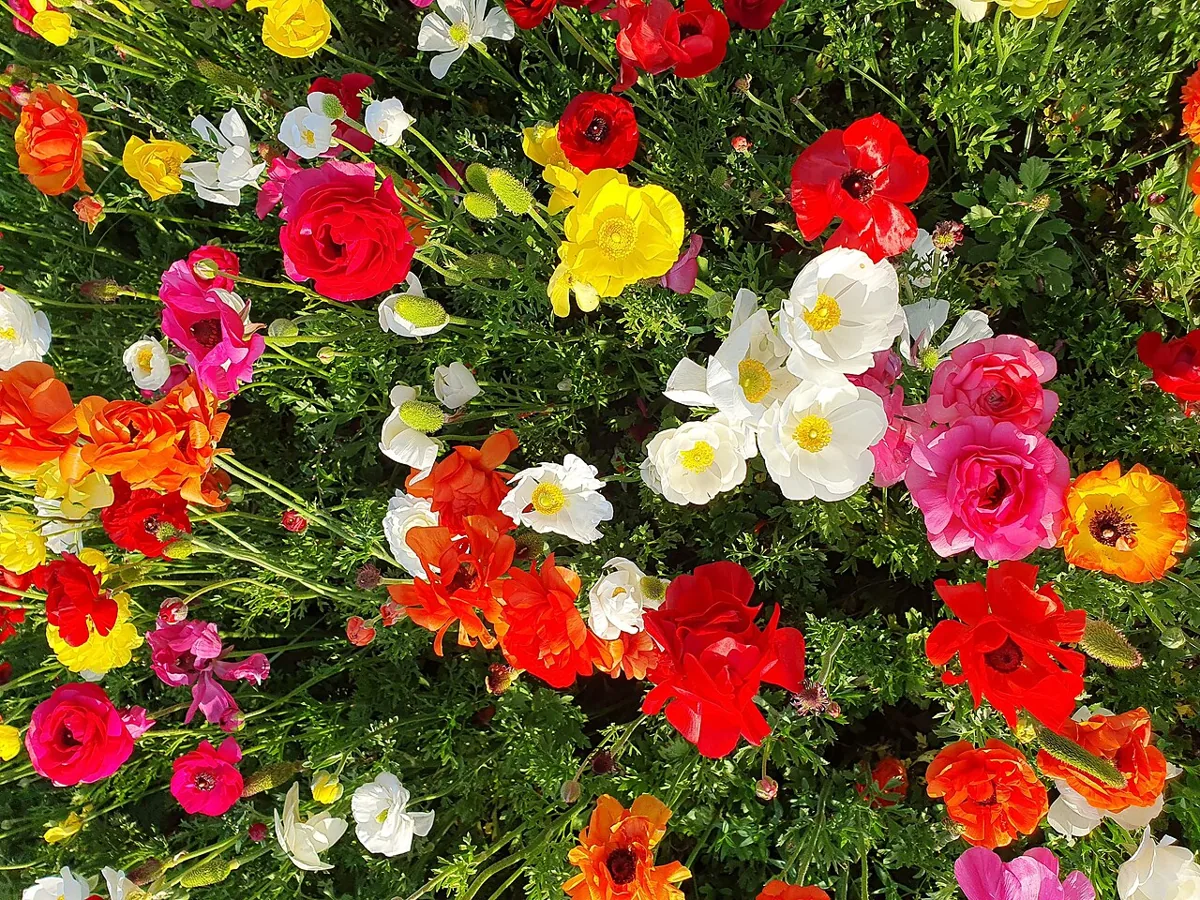 Ranunculus — Photo: Bukvoed, Wikimedia Commons (CC BY 4.0)