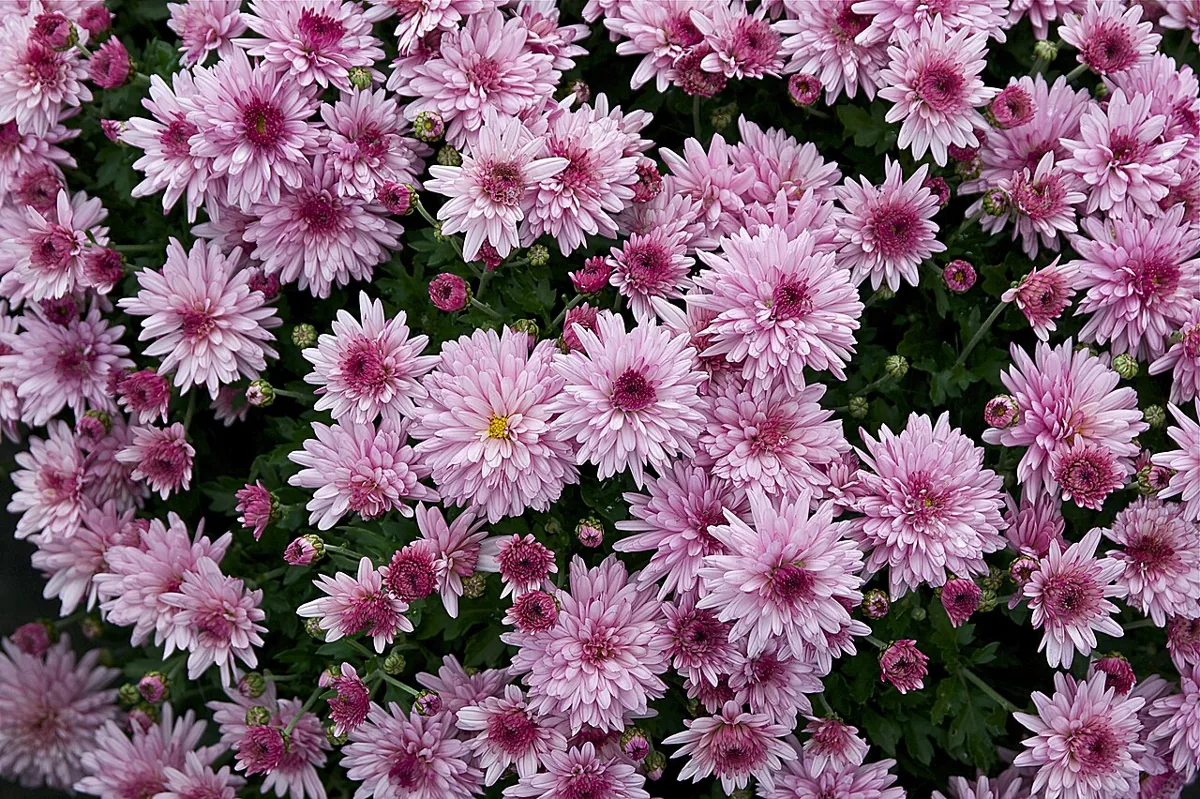 Spray chrysanthemums — Photo: Jebulon, Wikimedia Commons (CC0)