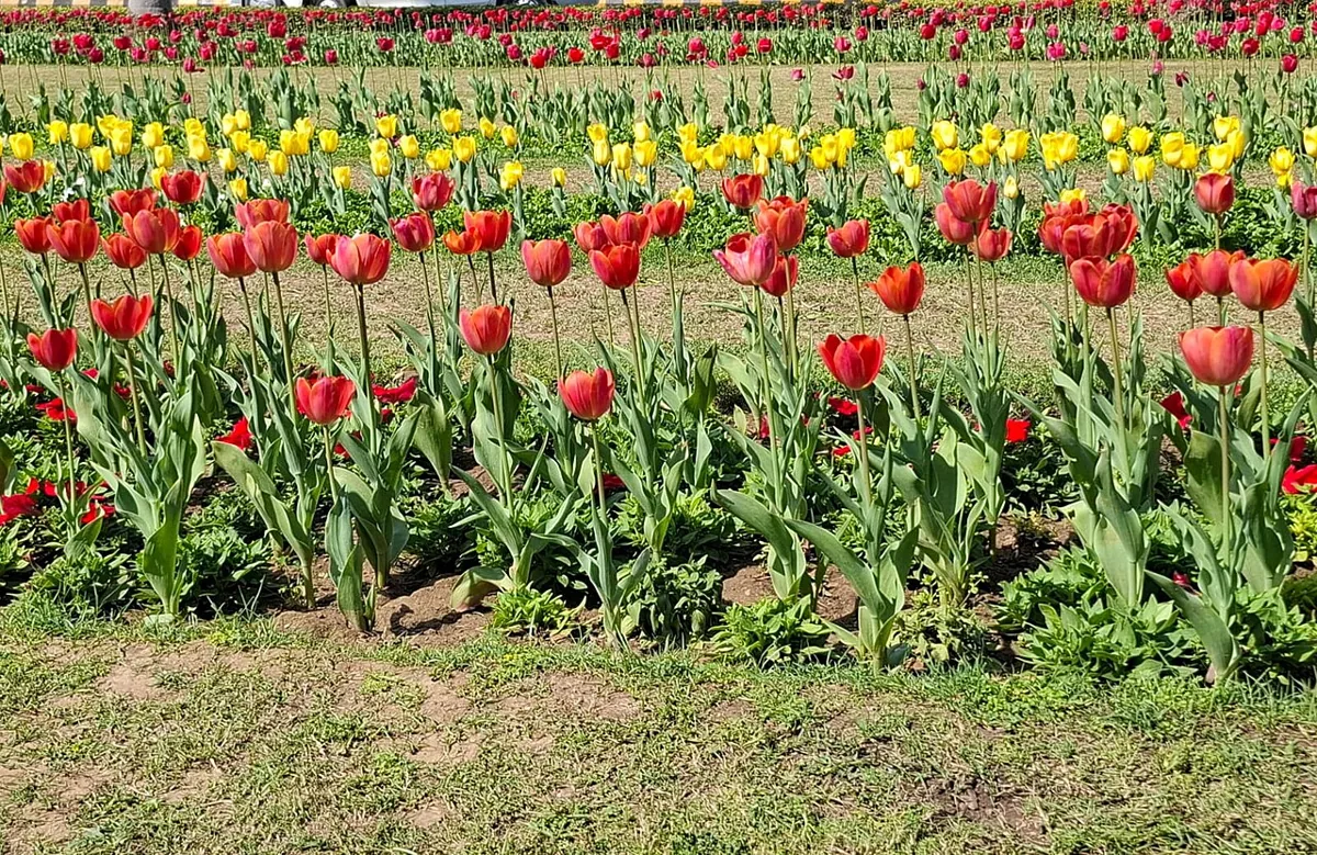 The Tulip: Spring's First Confession