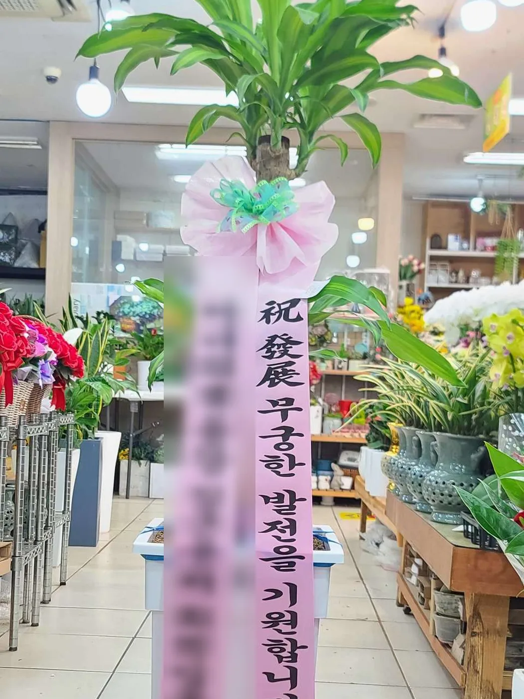 행운목, 이름으로 행운을 건네는 나무