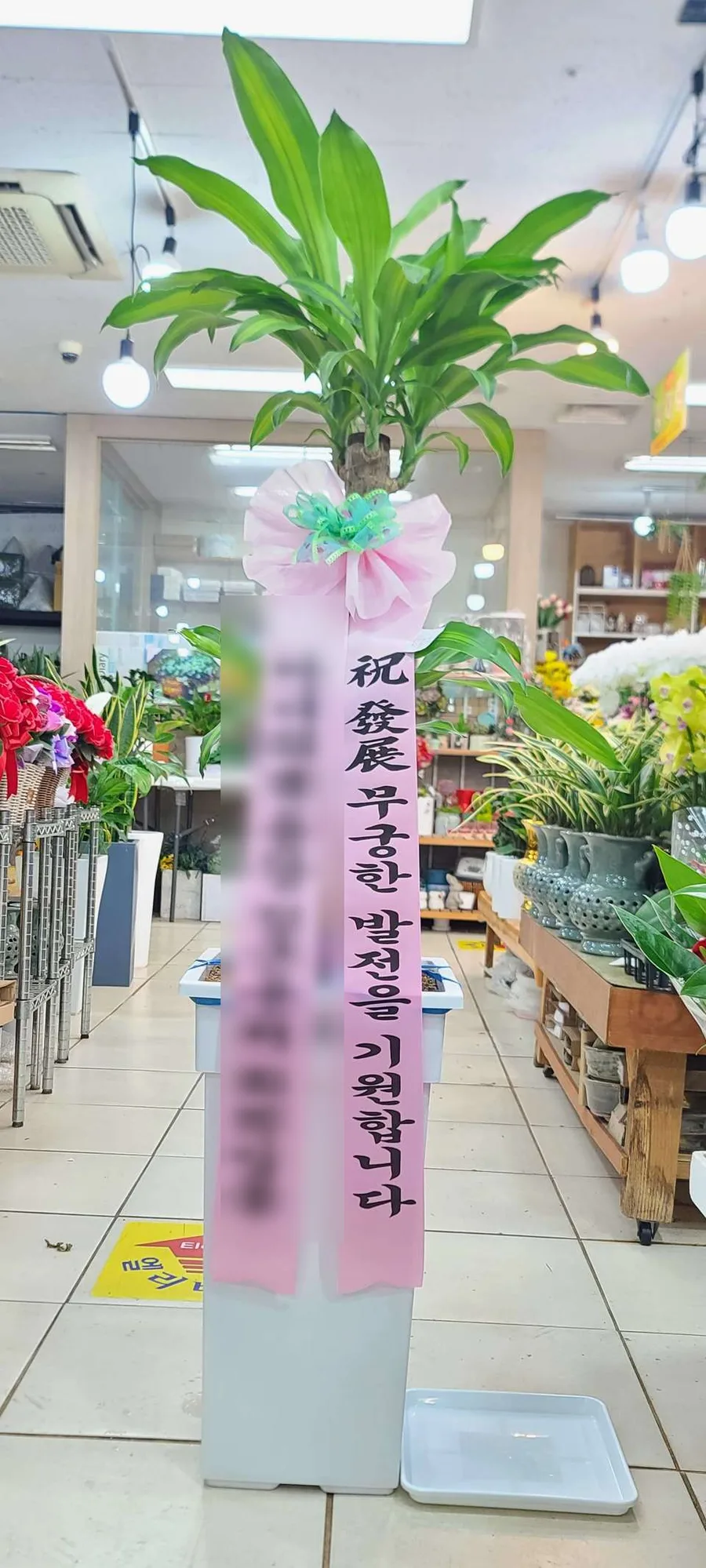 A happy tree (Dracaena fragrans) with a congratulatory ribbon, delivered by Arrive in Bloom