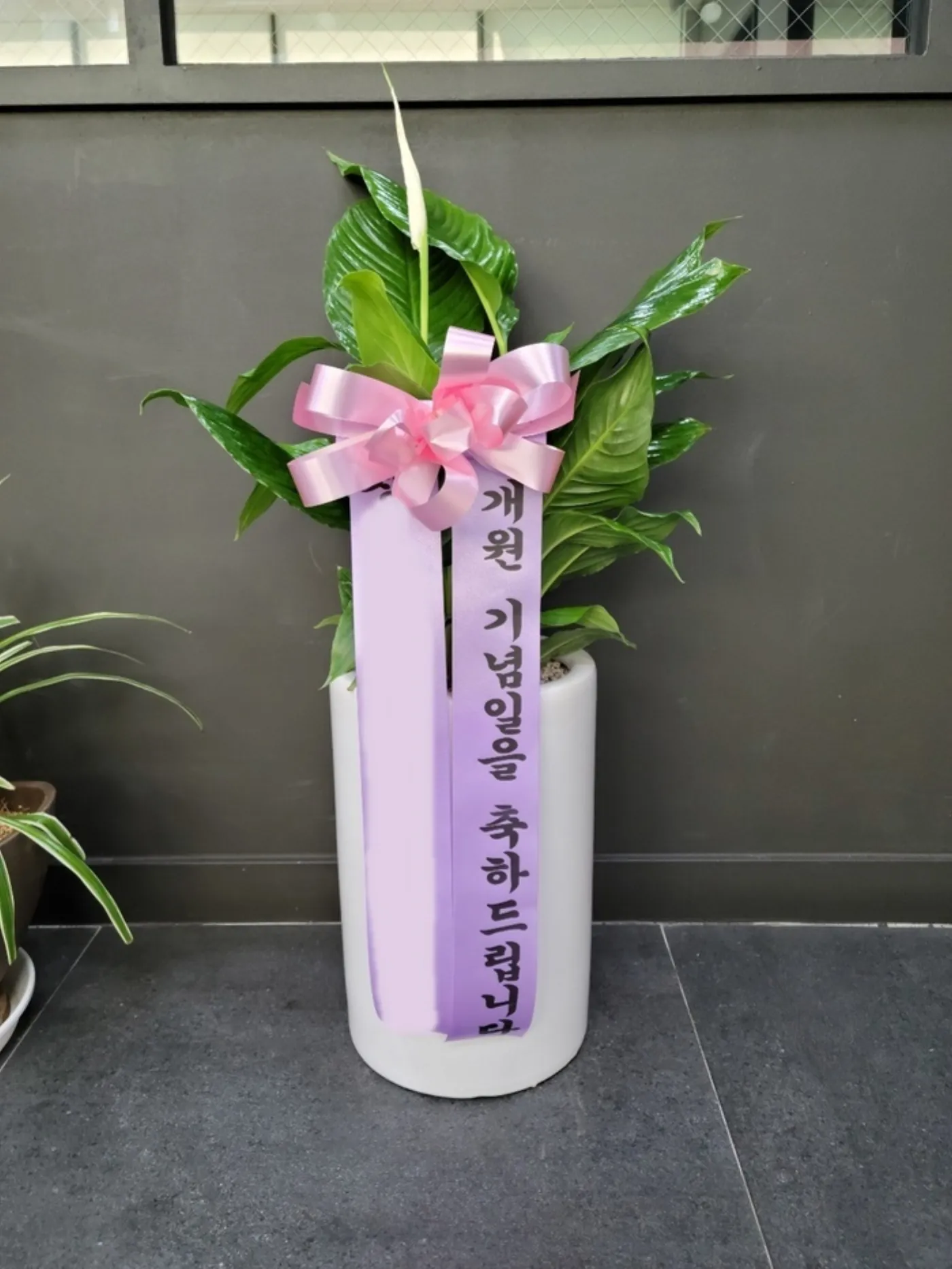 개업 선물, 화환과 화분 사이에서