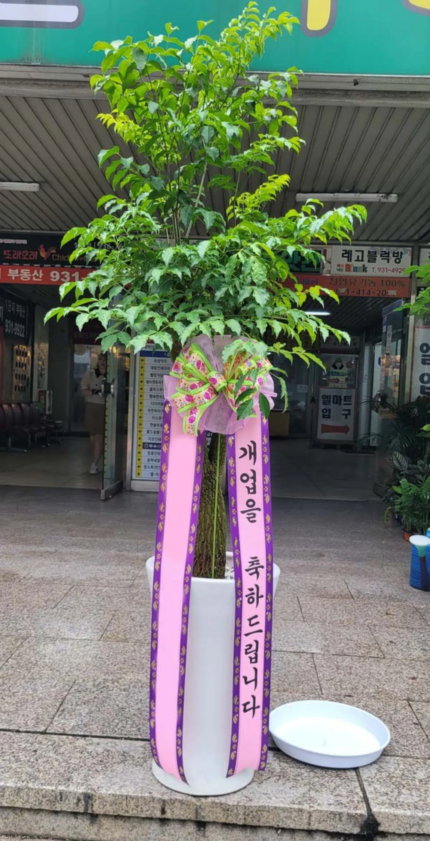 승진 축하 난, 동양란과 호접란 사이