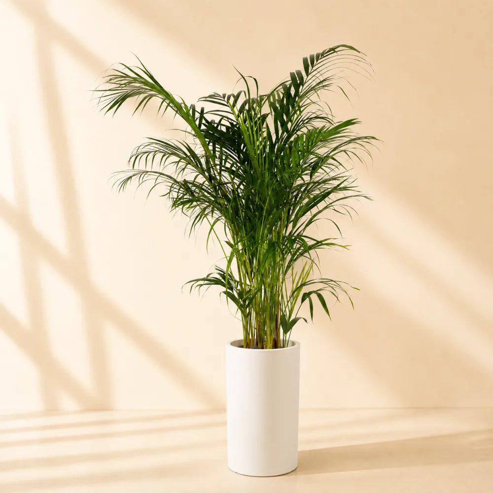Green to Keep Beside You — Why Foliage Plants Make a Lasting Gift