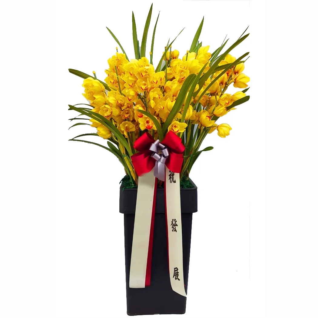 Phalaenopsis vs. Cymbidium — Two Orchids, Two Expressions — Arrive in Bloom product photo — yellow cymbidium