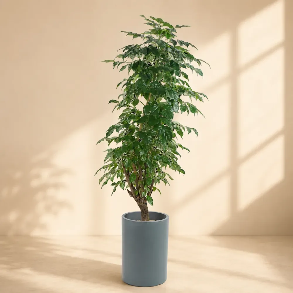 승진축하화분, 직급에 맞게 고르기