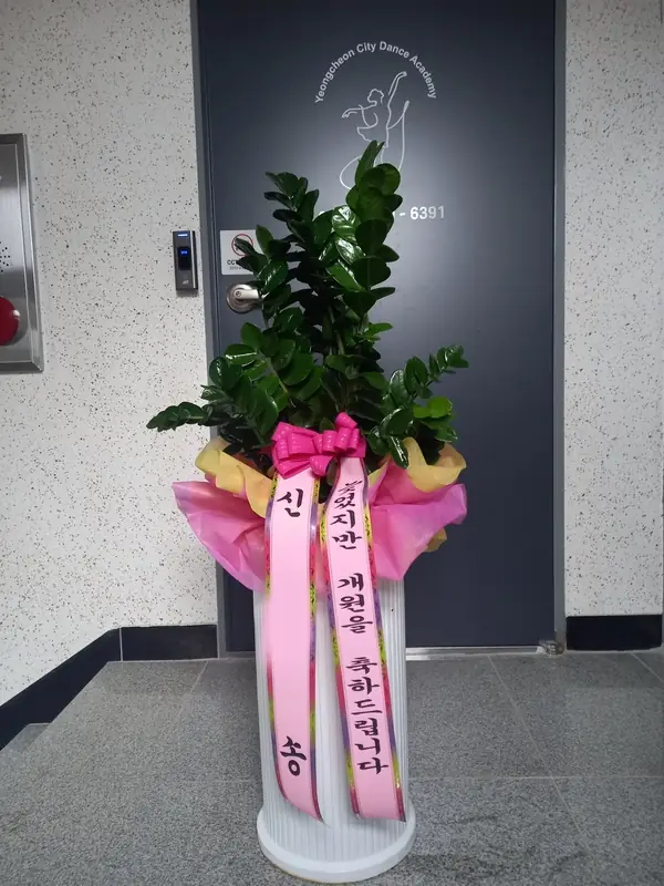 관엽 실제 배송 사진
