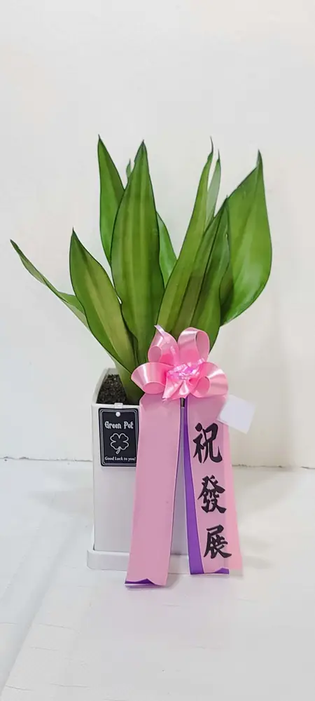 관엽 실제 배송 사진