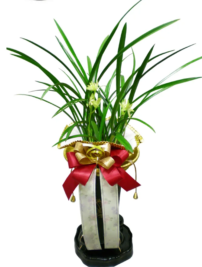 Cheolgolsosim oriental orchid with long narrow green leaves in a gold-trimmed pot with a red bow, on a black lacquer stand