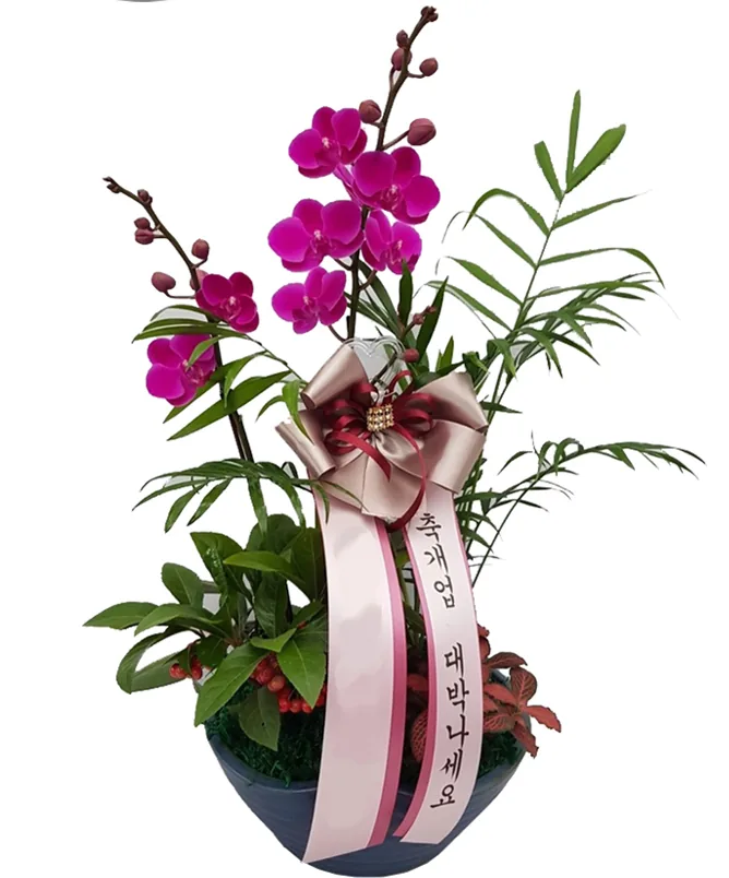 Magenta phalaenopsis orchid planted with green foliage and red berries in a dark blue bowl, with a pink congratulatory sash