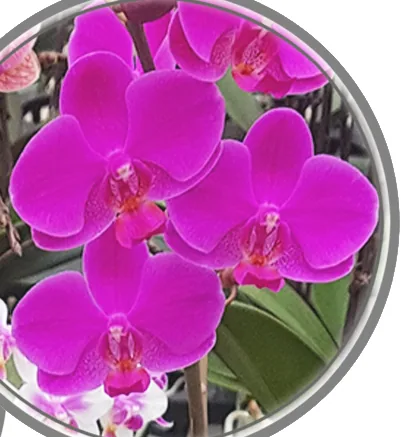 Close-up of magenta phalaenopsis flowers