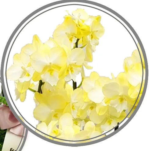 Cận cảnh những bông lan hồ điệp vàng nhạt