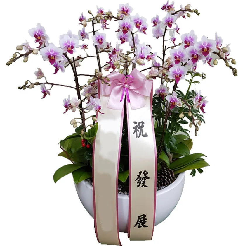 Pink and white miniature phalaenopsis orchids with foliage and a pine cone in a white bowl, with a pink bow and a cream sash