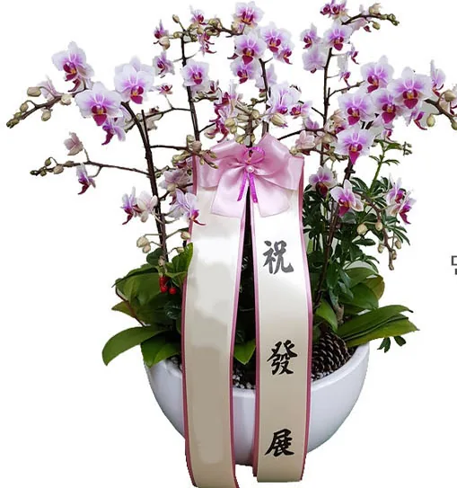 Pink and white phalaenopsis Spring Dance in a white bowl with a sash, side view