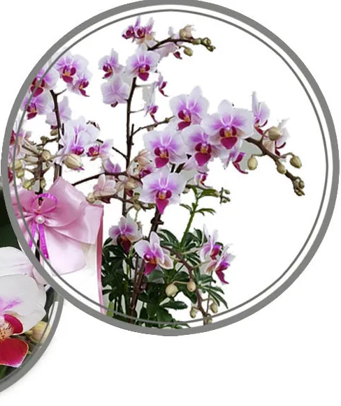 Close-up of pink and white miniature phalaenopsis sprays