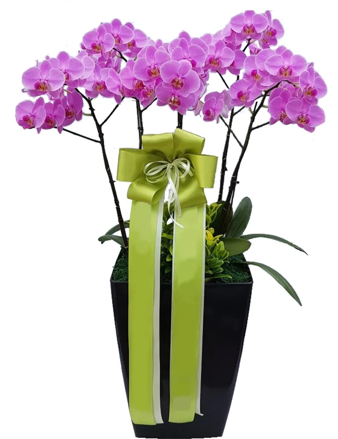 Bright pink phalaenopsis orchids in a tall black square pot with a lime-green bow and ribbons