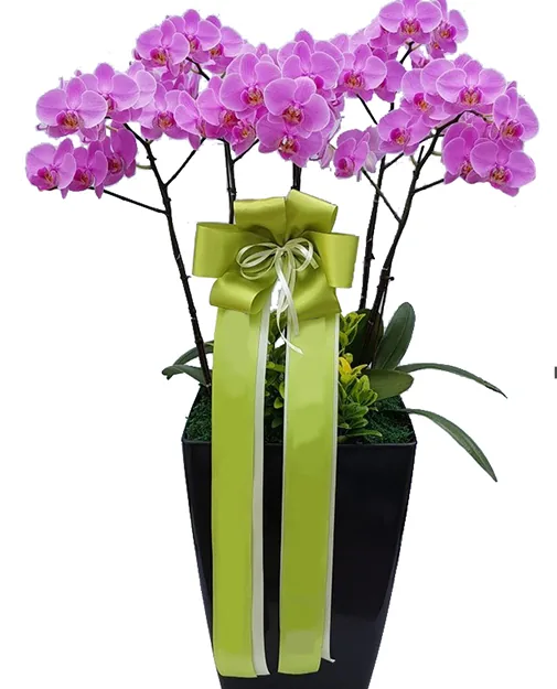 Pink phalaenopsis Wedding in a black square pot with a green bow, side view