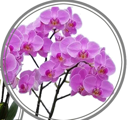 Close-up of bright pink phalaenopsis blooms