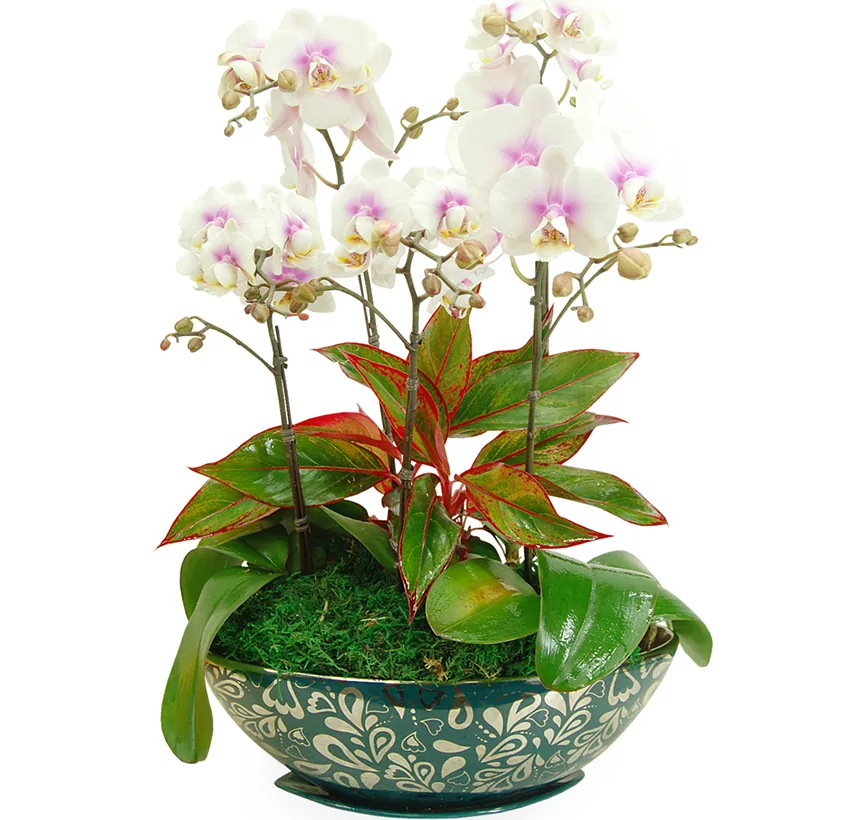 White phalaenopsis orchids with pink centres, red-veined aglaonema foliage and moss in a green patterned boat-shaped bowl