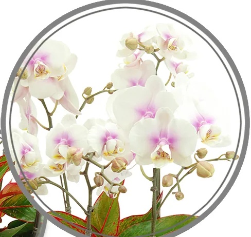 Close-up of white phalaenopsis blooms with pink centres