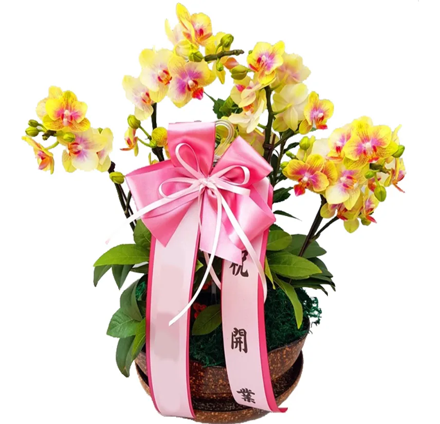 Yellow phalaenopsis orchids with pink markings in a brown speckled bowl, with a large pink bow and a pink sash