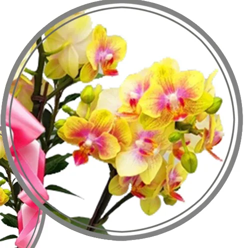 Close-up of yellow phalaenopsis blooms with pink markings