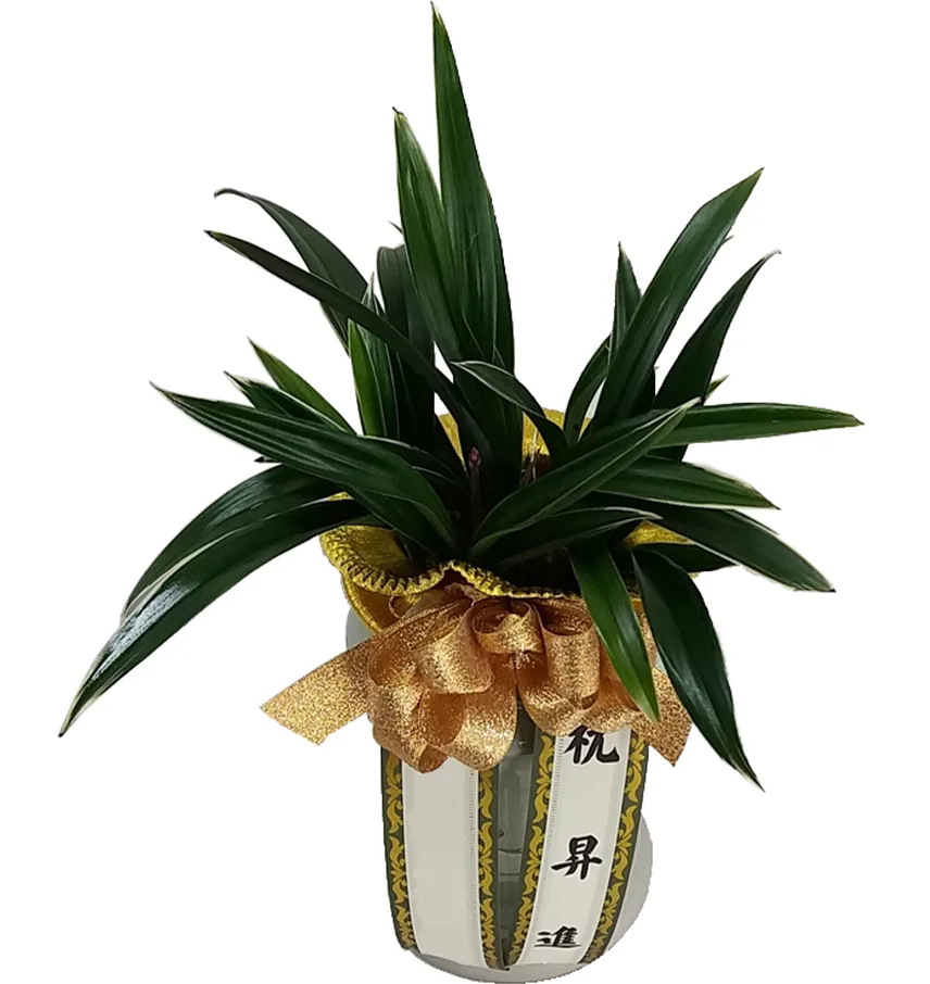 Dalma oriental orchid with broad dark-green leaves, a gold ribbon and a white sash in a tall pot