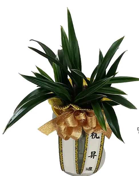 Dalma oriental orchid with a gold bow and sash, side view