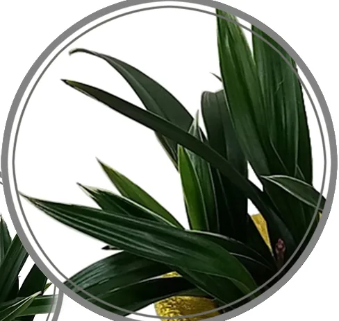 Close-up of broad dark-green Dalma orchid leaves