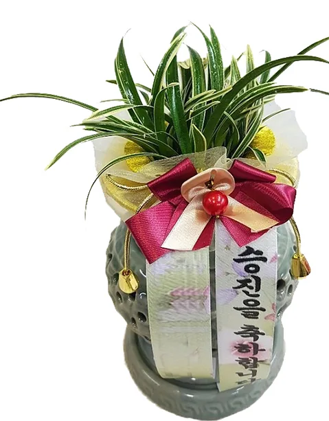 Lan Á Đông Daeguk trong chậu chạm khắc men ngọc với nơ đỏ thẫm, nhìn nghiêng