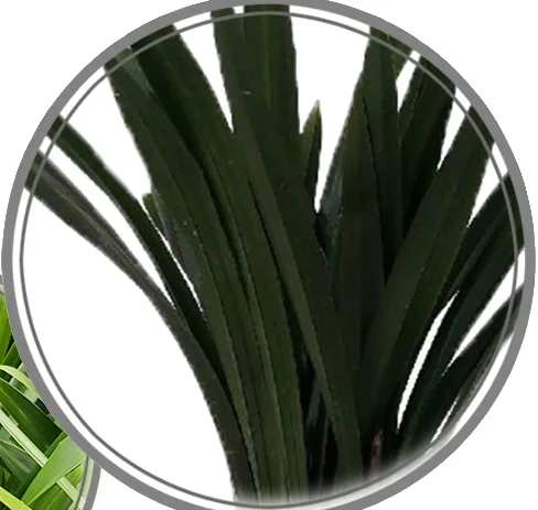 Close-up of long dark-green Sancheonbose orchid leaves