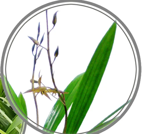 Cận cảnh cành hoa Sancheonbose có nụ bên cạnh chiếc lá xanh