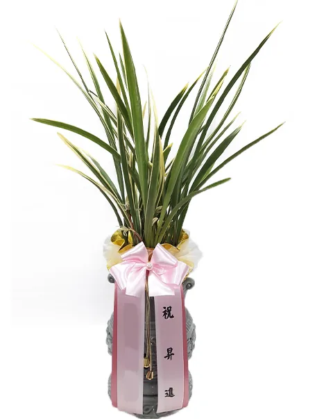 Okhwa oriental orchid in a grey carved pot with a pink bow and sash, side view