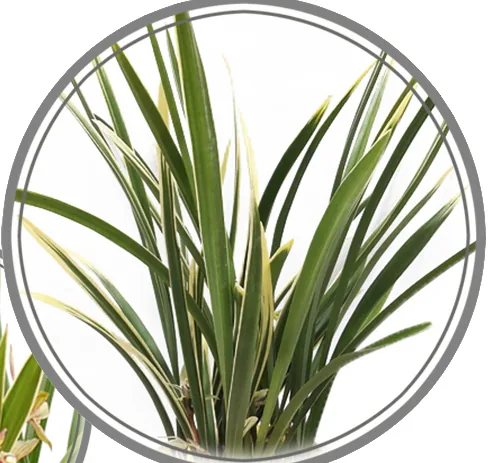 Close-up of cream-variegated Okhwa orchid leaves