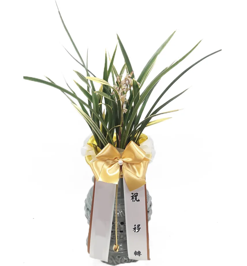 Lan Á Đông Hwangnyonggeum với lá viền vàng và cành hoa, nơ vàng và dải băng trắng trong chậu chạm khắc màu xám