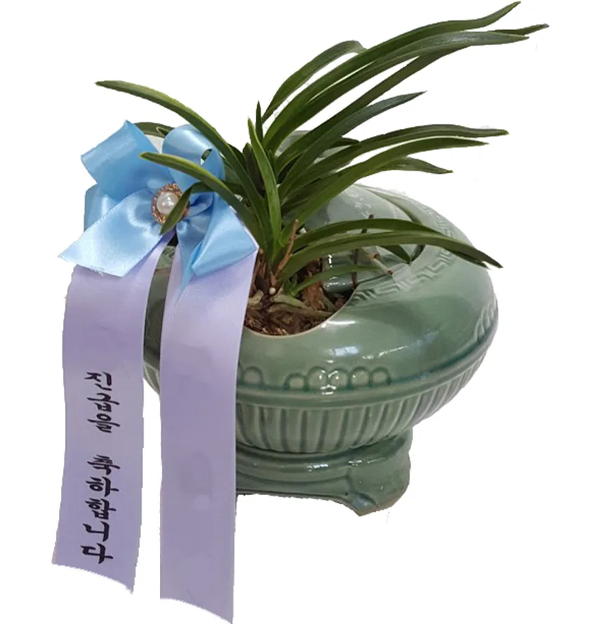 Neofinetia orchid with narrow arching leaves in a celadon ceramic pot, blue bow and lavender sash