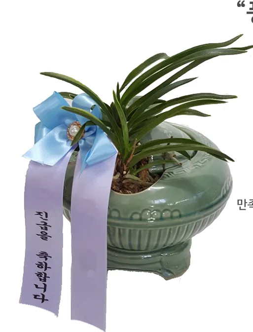 Neofinetia orchid in a celadon pot, front view with bow and sash