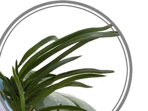 Close-up of the orchid's arching leaves