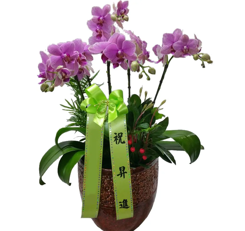 Purple-pink phalaenopsis orchids with a green sash in a textured brown pot