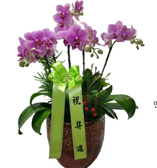 Purple phalaenopsis arrangement with green bow and sash, front view